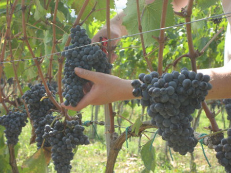 Oogst druif schaar La Volpara 2006