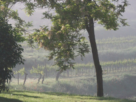 Wijngaard in de mist ea 18-5-2010